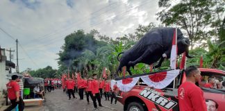 Banteng Batang Bangkit