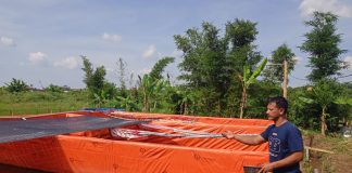 Anggota Baguna PDI Perjuangan Kabupaten Semarang, Sugiharto Ternak 22.500 Lele