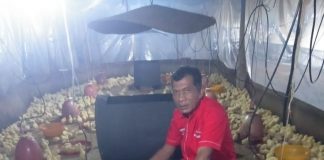 Kader PDI Perjuangan Pati Jalankan Usaha Ternak Ayam Pedaging