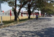 Bangun Soliditas Kader, PDI Perjuangan Blora Lakukan Pemasangan Seribu Bendera Partai