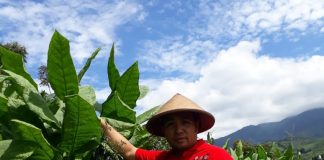 Petani Tembakau Kader PDI Perjuangan Temanggung