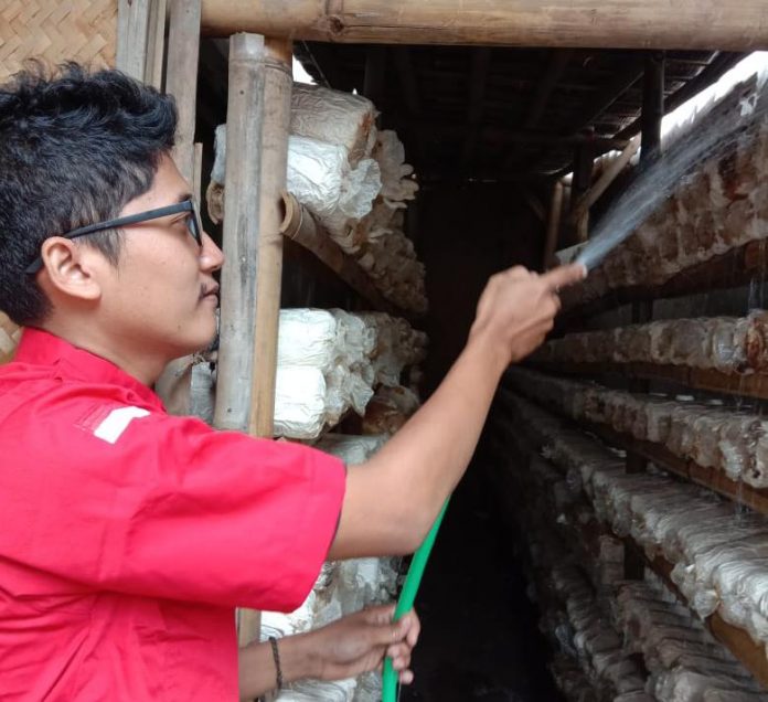 Prasetyo, Kader Komunitas Juang Kabupaten Tegal Lakukan Budidaya Jamur(4)