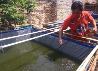 Bantuan 2.000 Bibit Lele untuk Ketua Ranting Jatilor Grobogan