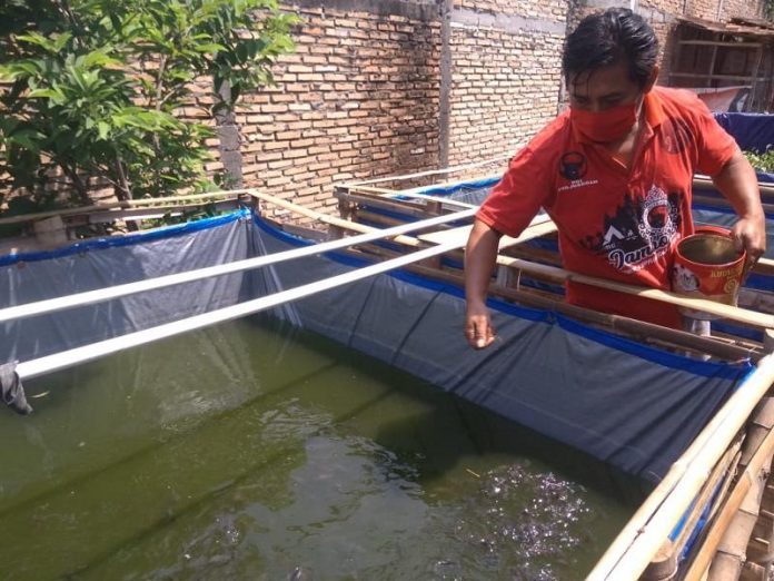 Bantuan 2.000 Bibit Lele untuk Ketua Ranting Jatilor Grobogan