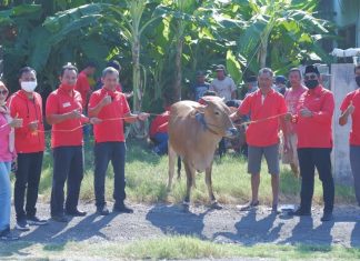 DPC PDI Perjuangan Jepara Rayakan Idul Adha dengan Berkurban
