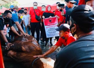 DPC PDI Perjuangan Kabupaten Klaten Sembelih 4 Ekor Sapi