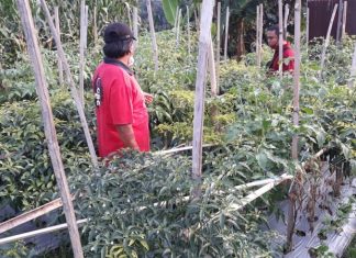 Kader PDI Perjuangan Banyumas Rintis Budidaya Cabai Hijau