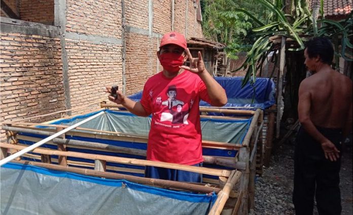 Ketua Ranting Jatilor Tekuni Usaha Ternak Lele (1)