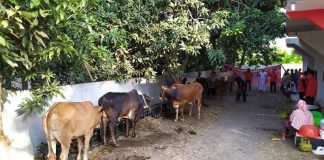 Sambut Idul Adha, Banteng Kota Wali Sembelih 6 Sapi Dan 4 Kambing