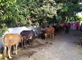 Sambut Idul Adha, Banteng Kota Wali Sembelih 6 Sapi Dan 4 Kambing
