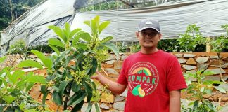 Pulung Aji Pamungkas Pelopori Pembibitan Alpukat