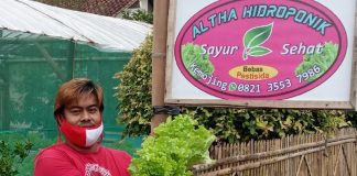 Kader Banteng Binangun Budidaya Selada Hidroponik