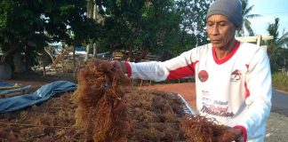 Kreativitas Kader Partai Jadikan Rumput Laut Sebagai Ketahanan Pangan