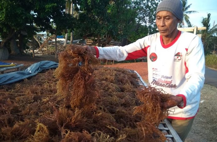 Kreativitas Kader Partai Jadikan Rumput Laut Sebagai Ketahanan Pangan