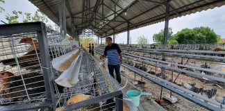 Mas Uyip: Kota Tegal Harus Melahirkan Peternak Marhaen