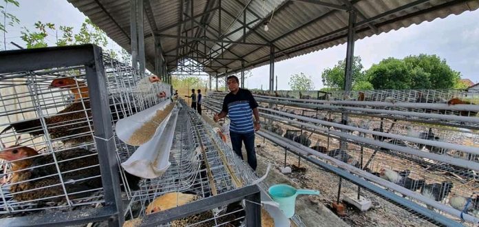 Mas Uyip; Kota Tegal Harus Melahirkan Peternak Marhaen