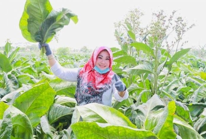 Sri Mulyani Panen Raya Tembakau bersama Petani