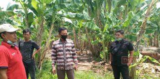 Mas Triono Tinjau Calon Lokasi Budidaya Ikan Lele