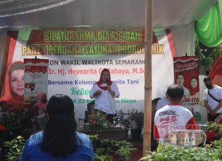 Mbak Ita Hadiri Panen Perdana Sayur Hidroponik di Salaman Mloyo