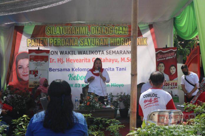 Mbak Ita Hadiri Panen Hidroponik di Salaman Mloyo