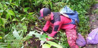 Satgas PDI Perjuangan Kabupaten Brebes Gotongroyong Tanam Pohon