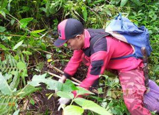Satgas PDI Perjuangan Kabupaten Brebes Gotongroyong Tanam Pohon