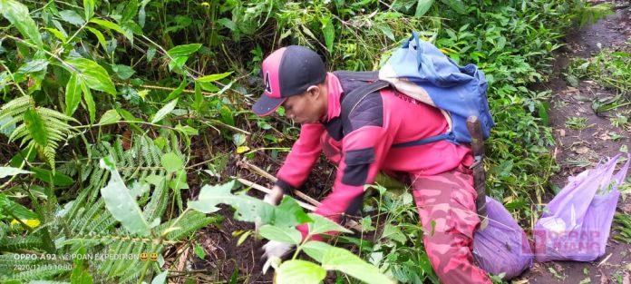 Satgas PDI Perjuangan Kabupaten Brebes Gotongroyong Tanam Pohon