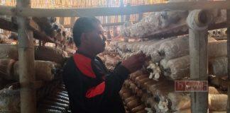 Satgas PDI Perjuangan Kota Tegal Tekuni Budidaya Jamur