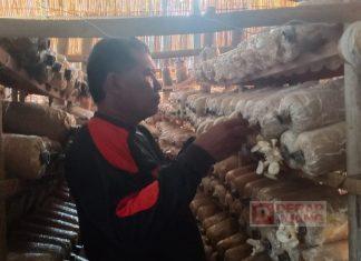 Satgas PDI Perjuangan Kota Tegal Tekuni Budidaya Jamur