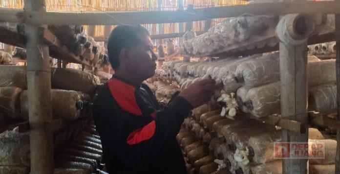 Satgas PDI Perjuangan Kota Tegal Tekuni Budidaya Jamur