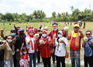 Semangat DPC dan Kader PDI Perjuangan Klaten Panen Raya Buah Melon