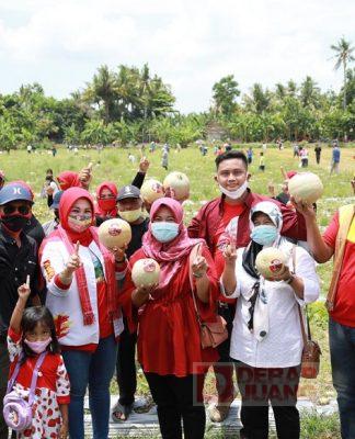 Semangat DPC dan Kader PDI Perjuangan Klaten Panen Raya Buah Melon