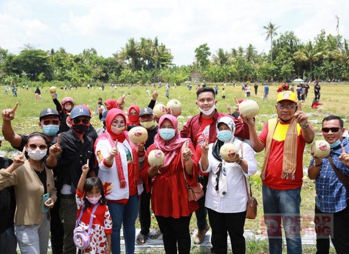 Semangat DPC dan Kader PDI Perjuangan Klaten Panen Raya Buah Melon