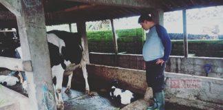 Manfaatkan Waktu Luang, Hartanto Berternak Sapi