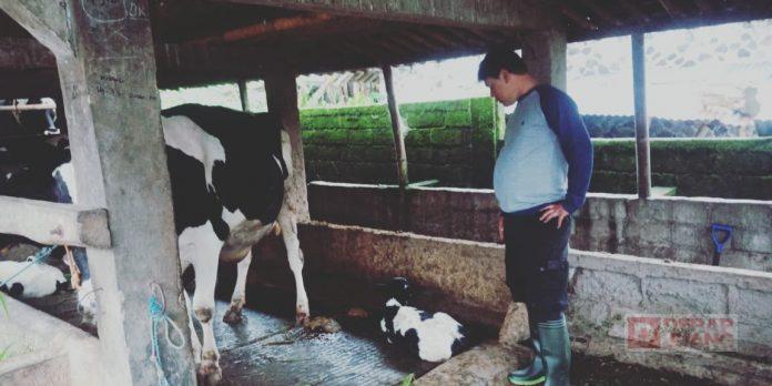 Manfaatkan Waktu Luang, Hartanto Berternak Sapi