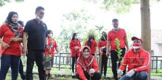 PDI Perjuangan Klaten Peringati HUT Partai dengan Penghijauan