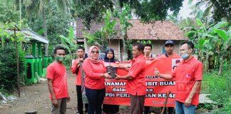 Semarakkan HUT PDI Perjuangan ke-48, PAC PDI Perjuangan Kecamatan Kebasen Gelar Tanam Pohon Serentak