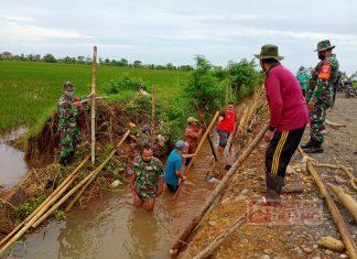 Tanggul Sawah Jebol, Ketua Fraksi PDI Perjuangan Jepara Gotong Royong Bersama Petani