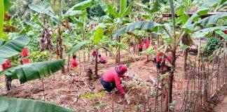 Tegak Lurus Terhadap Instruksi Partai, Banteng Jatilawang dan Kemrajen Lakukan Penanaman Bibit Pohon