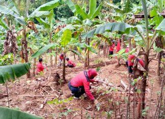 Tegak Lurus Terhadap Instruksi Partai, Banteng Jatilawang dan Kemrajen Lakukan Penanaman Bibit Pohon