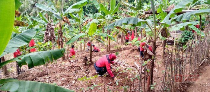 Tegak Lurus Terhadap Instruksi Partai, Banteng Jatilawang dan Kemrajen Lakukan Penanaman Bibit Pohon