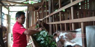 Cerita Alif, Kader Komunitas Juang Wonosobo Berternak Kambing