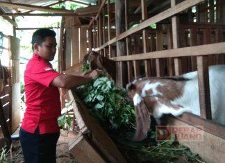 Cerita Alif, Kader Komunitas Juang Wonosobo Berternak Kambing