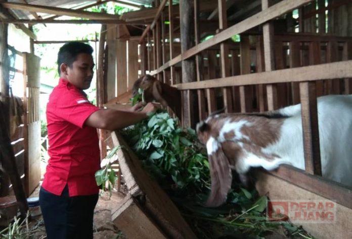 Cerita Alif, Kader Komunitas Juang Wonosobo Berternak Kambing