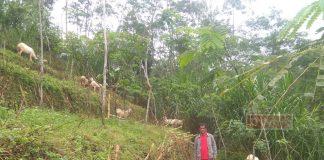 Dalam Masa Pandemi Covid-19, Marno Tingkatkan Perekonomian Masyarakat