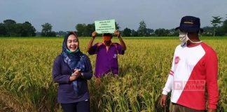 Bupati Purbalingga Intensifkan Program Regenerasi Petani
