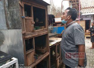 H. Edy Suripno Sambangi Peternak Burung Perkutut di Kecamatan Tegal Barat