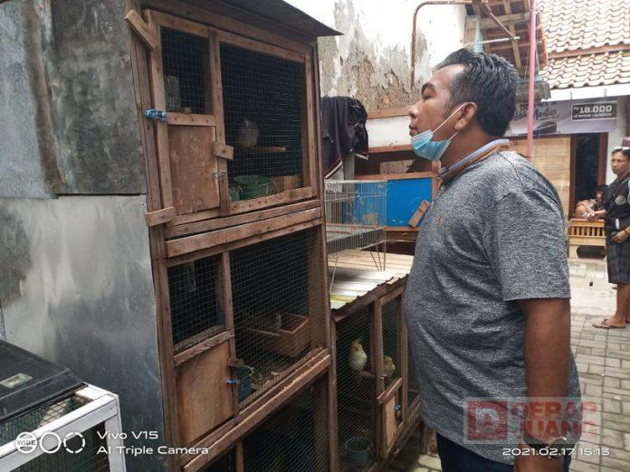 H. Edy Suripno Sambangi Peternak Burung Perkutut di Kecamatan Tegal Barat
