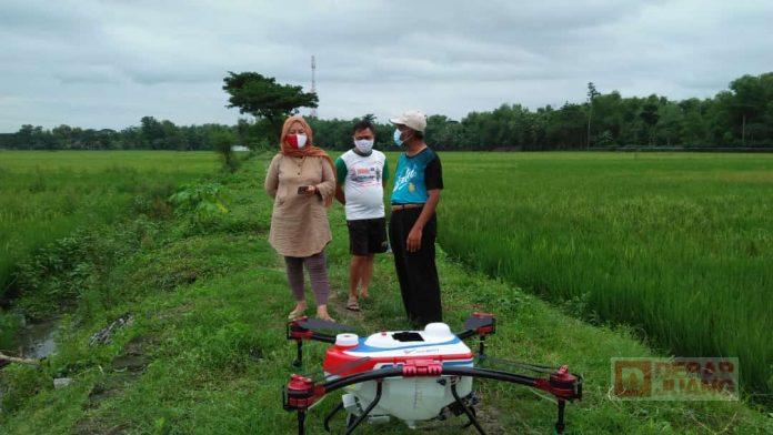 Hartanti Bantu Petani Dalam Membasmi Hama Wereng di Sawah