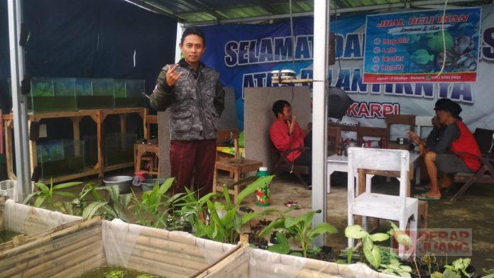 Kader PDI Perjuangan Kalibening Lakukan Budidaya Ikan Konsumsi